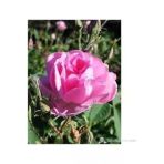Beverly Gül Fidanı Pembe Gül Fidanı 10-20 Cm