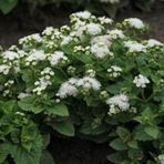 Beyaz Ageratum(Vapur Dumanı) Çiçeği Tohumu