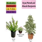 Beyaz Alacalı Benjamin Bitkisi+ Ağaç Menekşesi (Duranta)+ Mezem Çiçeği Hediyeli
