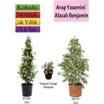 Beyaz Alacalı Benjamin Bitkisi+ Arap Yasemini+ Telgraf Çiçeği Hediyeli