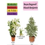 Beyaz Alacalı Benjamin Bitkisi+ Beyaz Begonvil+ Mezem Çiçeği Hediyeli