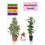 Beyaz Alacalı Benjamin Bitkisi+ Katmerli Ful Yasemin+ Buz Çiçeği