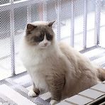 Beyaz Altıgen Balkon Evcil Hayvanlar İçin Güvenlik Ağı, Tavşanlar için Plastik Bahçe Çit Rulo Sincaplar Kedi Kuş Köpekler Hayvan Bariyeri, Tavuk Eskrim Dış Mekan İç Mekan