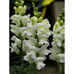 Beyaz Aslanağzı (5 - 15 cm) 10 Adet Saksılı - Tüplü Çiçekli Bahçe Balkon Bitkisi Antirrhinum