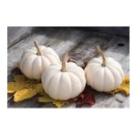 Beyaz Bal Kabağı Tohumu Kabak Casper Pumpkin