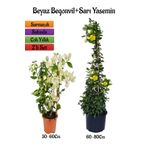 Beyaz Begonvil Çiçeği Fidanı+Sarı Yasemin Fidanı 2'li Bahçe Peyzaj Seti, SRD04022025BYB517