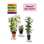 Beyaz Begonvil+Kokulu Hanımeli Çiçeği+Telgraf Çiçeği Hediyeli 3'lü Peyzaj Seti, SRD04022025BYB439