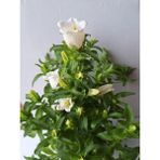 Beyaz Çan Çiçeği Saksılı 20–40 cm Zarif ve Aydınlık Bahçe Bitkisi(Campanula)