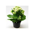 Beyaz Çiçekli Kalanşo ( Kalanchoe ) Çiçeği Ithal Büyük Boy