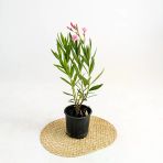 Beyaz Çiçekli Zakkum Fidanı 30-60 Cm