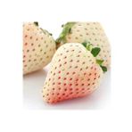 Beyaz Çilek Fidesi Pineberry 6 Adet