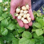BEYAZ ÇİLEK PİNEBERRY FİDESİ 3 ADET