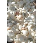 Beyaz Dekoratif Doğal Çakıl Taşı 1-2 cm 1 kg Saksı Üstü Bahçe Akvaryum Süsü Dolomit Taş