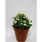 Beyaz Dikenler Tacı Euphorbia Milii 10-20 Cm