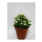 Beyaz Dikenler Tacı Euphorbia Milii