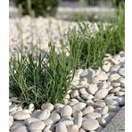 Beyaz Dolomit Doğal Dekoratif Taş 4-6 cm (5)