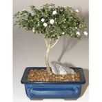 Beyaz Gül Bonzai Ağacı Tohumu 5 Tohum + Süpriz Hediye Bonsai Tohu