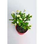 Beyaz Japon Iğnesi Dikenler Tacı Euphorbia Milii Fidanı Saksılı 10-20 Cm