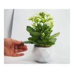 Beyaz Kalanşo Kalanchoe & Beyaz Geometrik Beton Saksıda Hediyelik Canlı Çiçek BALFLOWERDESİGN-2817