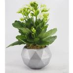 Beyaz Kalanşo Kalanchoe & Gümüş Geometrik Beton Saksıda Hediyelik Canlı Çiçek BALFLOWERDESİGN-2818