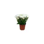 Beyaz Kasımpatı Krizantem Fidanı Beyaz Saksılı 10-20 Cm