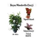 Beyaz Mandevilla Çiçeği 1 Adet Saksılı+Yaprak Güzeli-Telgraf Çiçeği Hediyeli, BTS01YGNA193
