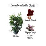 Beyaz Mandevilla Çiçeği 1 Adet Saksılı+Yaprak Güzeli-Telgraf Çiçeği Hediyeli, SRD04022025BYB1217