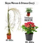 Beyaz Mercan Çiçeği 1 Adet+Kırmızı Ortan Çiçeği 1 Adet Sakıslı+Tül Çiçeği Hediye Teras Bitkisi