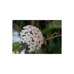 Beyaz Mum Çiçeği Hoya Fidanı 10-20 Cm