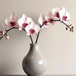 Beyaz Orkide Çiçeği Vazoda Tasarım Mdf Tablo 25cmX 35cm