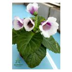 Beyaz Renk Bardak Menekşesi 1 Adet Saksılı White Gloxinia