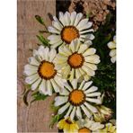 Beyaz Renk Gazanya Çiçeği 1 Adet Saksılı/Tüplü(15-25 cm) Çiçekli Balon Bitkisi