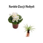 Beyaz Renk Şeker Begonya Çiçeği Sevgililer Gününe Özel Kurdele Çiçeği Hediyeli, BTS001NA2424