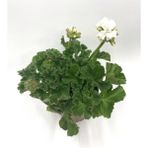 Beyaz Sardunya Çiçeği Fidanı 5-15 Cm