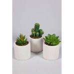 Beyaz Seramik Saksıda 3 Lü Kaktüs Set (SUKULENT KAKTÜS TÜRLERİ DEĞİŞİKLİK GÖSTERMEKTE)