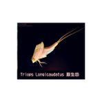 Beyaz Stil Üçlü Set Su Oyuncakları Triops Akvaryum Pet Trioeggs (Yurt Dışından) - 1
