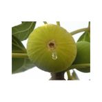 Beyaz Yediveren Incir Fidanı Tüplü \ 30-50 Cm