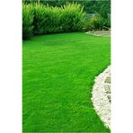 Beyzen Home 7 Günde Çimlenme Garantili Ithal 4 Karışım Çim Tohumu - 4 Kg