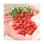 Bezelye Cherry Domates Tohumu 10+ Adet – Yüksek Verimli Mini Domates – Tatlı, Sulu ve Kolay Çimlenen
