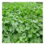 Bezirgan Fare Kulağı Çim Tohumu - 1 kg