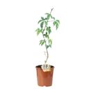 BFA&Shopping Saksılı Amerikan Sarmaşığı Fidanı, Çit Sarmaşık 60-80 cm