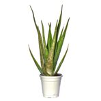 BFA&Shopping Tıbbi Aloevera Bitkisi Fidanı +4 Yaş Yetişkin Saksılı Şifalı Aloe Vera 50-60 cm