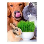BFHOME Kedi Çimi için Doğal Çim Tohumu 250 gr organik ata tohumu