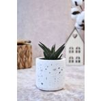 Bİ DOLU DÜKKAN Terrazzo Mini Saksı | Sukulent & Kaktüs Saksısı (Bitki ile birlikte)