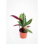 Bi Kaktüs Dünyası Kalatya Calathea Triostar Dua Çiçeği Küçük Boy