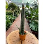 Bi Kaktüs Dünyası Sansevieria Cylindrica Paşa Kılıcı 38-42 cm