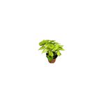 Bi Organik Syngonium Mango Allusion - Melek Kanadı Çiçeği Mini - Ev Ofis Salon Iç Mekan Bitkisi