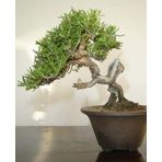 Biberiye Bonsai Ağacı 10 Tohum
