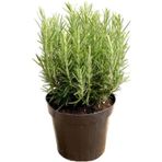 Biberiye Fidanı 1 Adet 15-25 Cm Rosemary