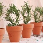 Biberiye Fidanı 5 Adet 20-30 Cm (Rosmarinus officinalis)